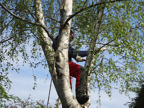  , USA Tree Services Pros